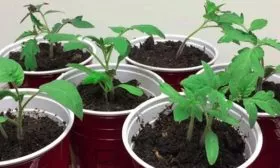 Посев на рассаду2