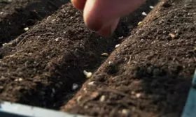 Посев рассады