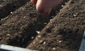 Посев семян