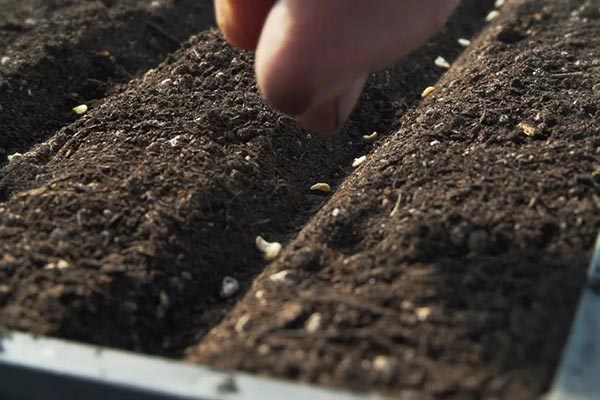 Посев семян