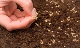 Посев семян