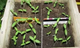 Посев семян и уход за рассадой