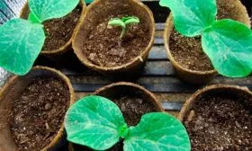 Посев семян и выращивание рассады