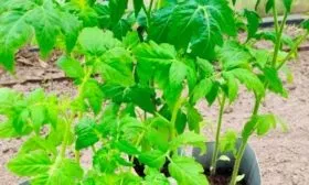 Посев семян на рассаду