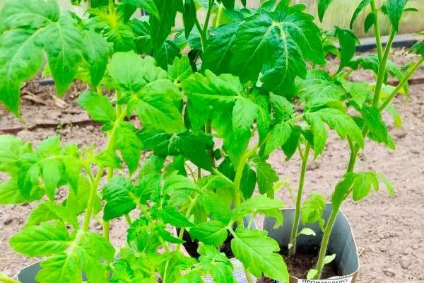 Посев семян на рассаду