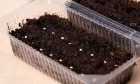 Посев семян на рассаду и уход1