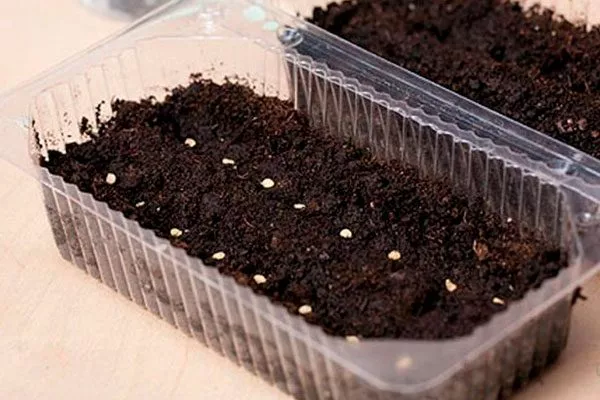 Посев семян на рассаду и уход1