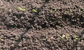 Посев семян в грунт