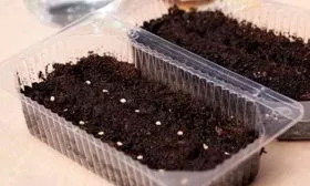 Посев семян в грунт2