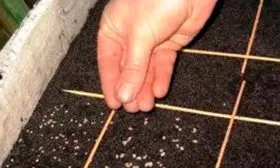 Посев в открытый грунт