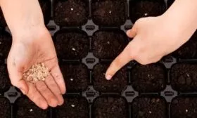 Пошаговый процесс посева семян на рассаду