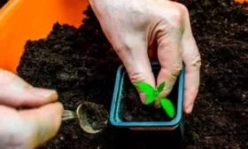 Правила высадки рассады