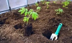 Правила высадки рассады_8