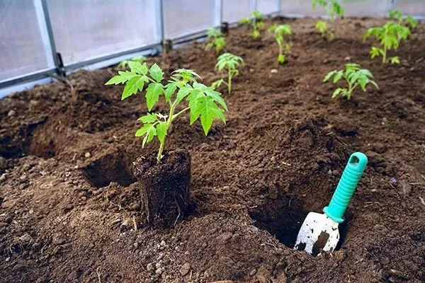 Правила высадки рассады_8