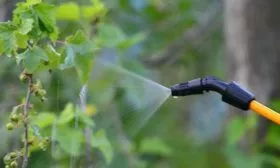 Профилактика-болезней-и-вредителей