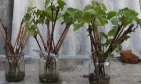 Размножение