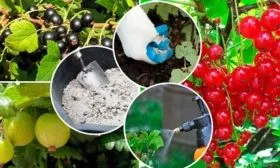 Режим полива и внесение удобрений