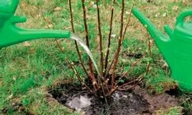 Режим полива и внесение удобрений