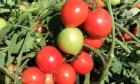 Характеристики