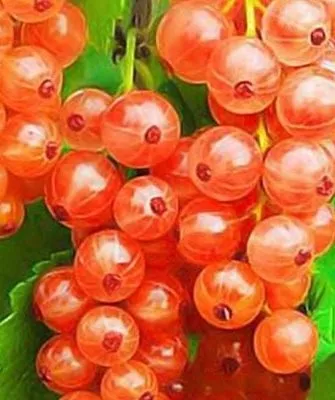 Розовая Жемчужина