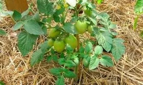 Рыхление и мульчирование