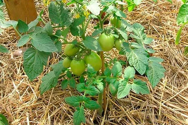 Рыхление и мульчирование