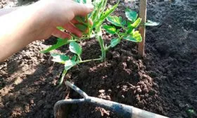 Рыхление-и-прополка