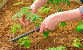 Рыхление и прополка