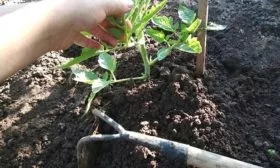 Рыхление и прополка_9