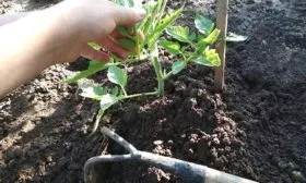 Рыхление почвы