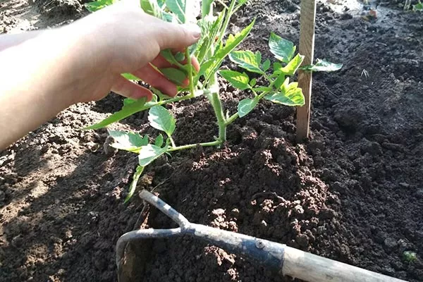 Рыхление почвы