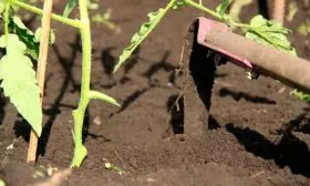 Рыхление, подвязка и прополка