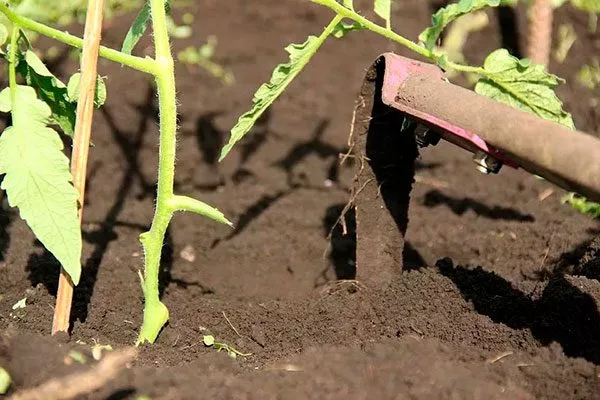 Рыхление, подвязка и прополка