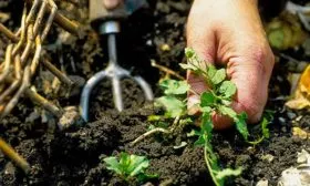 Рыхление_-прополка-и-мульчирование-почвы