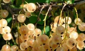 Характеристики