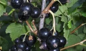 Основные характеристики