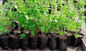 Саженцы – как правильно подобрать