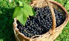 Сбор и хранение урожая