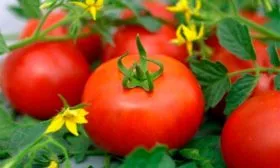 Описание куста и плодов2