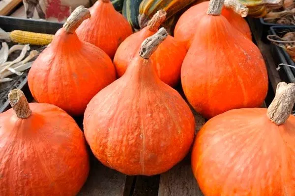 Сбор и хранение урожая