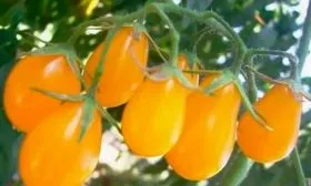 созревание