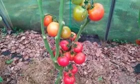 История и регионы выращивания