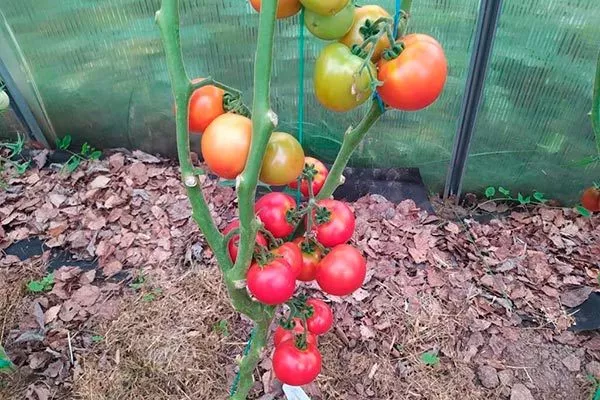 История и регионы выращивания