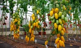 Созревание и урожайность