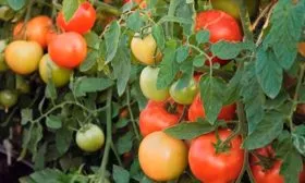 Описание растения