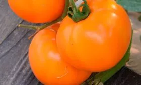 История выведения томата Оранж