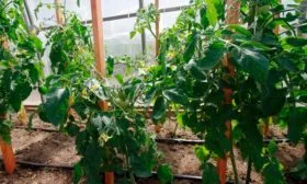 Схема посадки