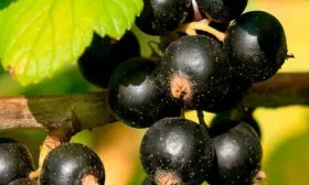 Сроки созревания