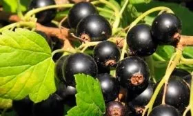 smorodina-chernaya-binar-foto-3