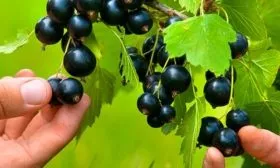 Созревание и плодоношение, урожайность